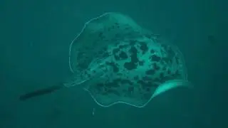 Marble Ray