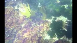 Las &uacute;ltimas laminarias de Cuevas del Mar