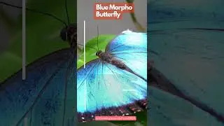blue morpho butterfly