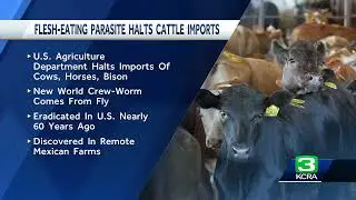 US halts Mexican cattle imports over screwworm outbreak
