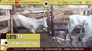 LOTE 12 - 28 MACHOS 211Kg HOJE &Agrave;S 18:30 LEIL&Otilde;ES NOVA REPIC
