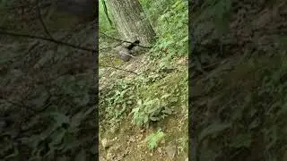 Wild Turkey Protecting Her Nest