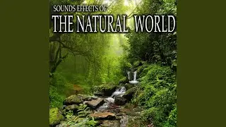 River Sounds with Light Flowing Water, Birds, Insects and Light Wind Through Trees