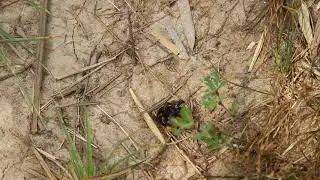 Ptilothrix bombiformis Male Extracts Female From Nest