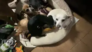 Andan raros 🤷🏻&zwj;♂️ ! Droopy vomito encima de mi  😱