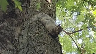 Squirrel Eating a Nut