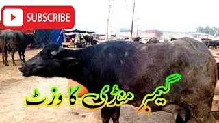#salamyahussainع #lifeisbutadream #animals #buffalo #cow 