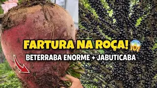 Fartura na ro&ccedil;a/ colheita de jabuticaba e beterraba/ vem ver as maravilhas da ro&ccedil;a 