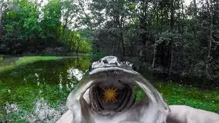 BIG 