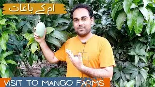 Mango Farms || Famous Pakistani Mangoes|ملتان کی سوغات