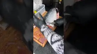 Cleaning my big salmon fish