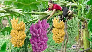Harvesting BIG BANANA Goes to the market sell - Farm Animal Care - Lý Thị Linh