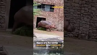 Hippo shows zookeeper who's boss 😳