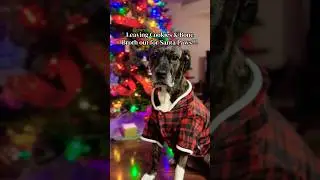 Anyone Else Leaving Cookies & Bone Broth Out For Santa Paws??? || #christmaseve #santapaws