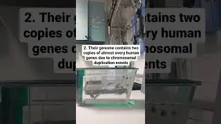 Why zebrafish?Say no more.... 🧐#zebrafish #phdatcambridge #blackgirlinscience #STEM #whatidointhelab