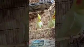 #birds #parrot #bird #business #birdbusiness #birdspecies #birdsaviary #birdslover #pigeonbird