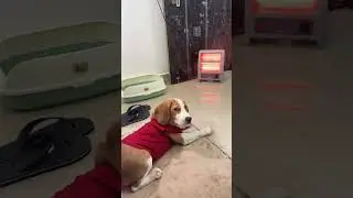 Living his best life.&rdquo;🐕#dog #happy #dogshorts #cute #love #jugraafiya #dogshorts #dog #pets #beagle