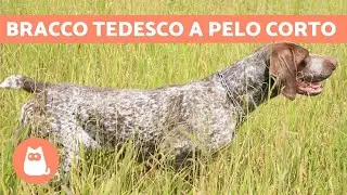 BRACCO TEDESCO a pelo corto: ADDESTRAMENTO e caratteristiche
