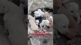 Can You Count? ❤😁 #animals #shorts #stray #straydog #dog #shortvideo #dogs #dogshorts #youtube