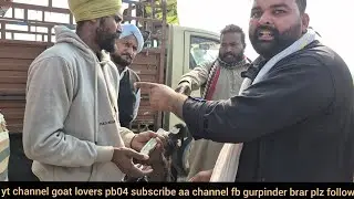 bakra mandi surewala shri muktsar sahib live saude kam faswa poora