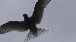 A boat tour of Vigur (Bird) Island out of Isafjordur, Iceland.
