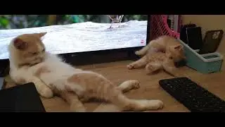 Two little cats sitting and playing in front of the tv