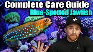 How To Care For Blue-Spotted Jawfish (Complete Guide)