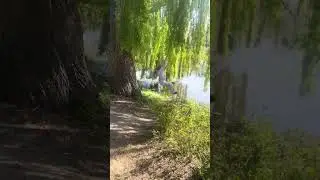 Tarzan maar dan schattiger &ndash; Nora slingert in de treurwilg!