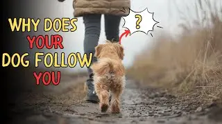 10 SHOCKING REASONS WHY YOUR DOG KEEPS FOLLOWING YOU EVERYWHERE!