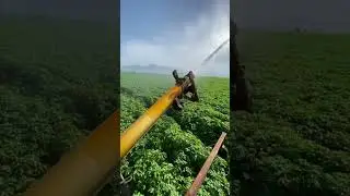 sprinkler company near me best lawn sprinklers #shorts #shortvideos #beautiful #plant #seeds #garden