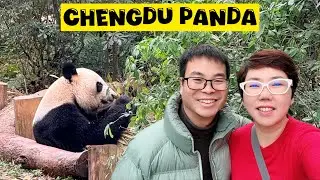 CHENGDU | Lihat GIANT PANDA 🐼 yang Makan Tidur Namun Menghasilkan Cuan 💴💴💴