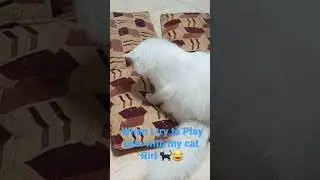 🔥😸Riri's Coin Adventure| Playful Curiosity Unleashed