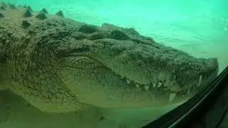 Close encounter with Maximo at St. Augustine's Alligator Farm
