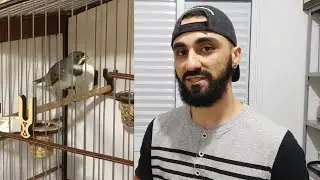 P&aacute;ssaros ressecados, pris&atilde;o de ventre, veja como resolver!
