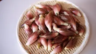 Japanese Ginger Myoga　Sushi