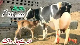  7 January 2026(03044508580) for sale in YouTube channel 