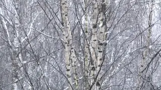 snow in Russia (birches)