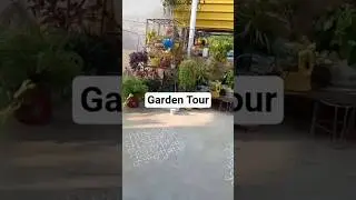 Home Garden Tour#Plant Pots☘️🥀🌹💐 #Plant lovers🍁🏵️🌸🪷🏵️#Pollutant absorbers #beautiful Nature 🍄&zwj;🟫 🌵