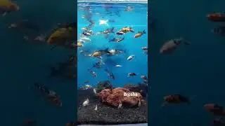 #Underwater Fish Tunnel#Exhibition#trending#yt shorts#🐋🐟🐠🦈🐠