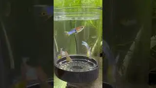 Endler Cross Breeding Project 22JBGDS G2