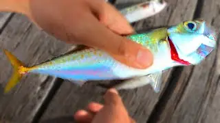 Catch n Cook BLUE MACKEREL | Port Lincoln, South Australia