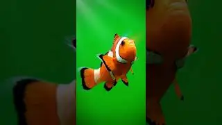 Clownfish Swimming Green Screen | Tropical Fish | 4K Chroma Key | Nemo