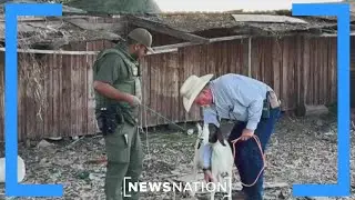 California police bust illegal weed operation tied to human trafficking | Morning in America
