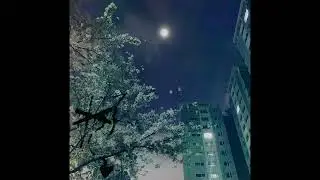 RIN SS - COLD WINGS prod. by andreydior