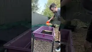 Growing grass in a guinea pig cage
