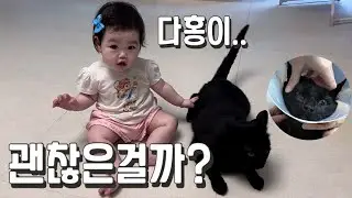 [박수홍 행복해다홍] 6살된 다홍이.. 건강검진 결과 | 8개월 아기 재이 | 동물병원 방문 | 육묘일기 | 육아일기 |