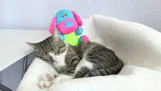 Cuddle Time! Watch This Cat Sleep in Style