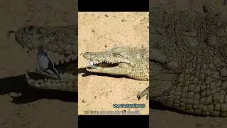 This bird cleans the crocodile's teeth 😱 but the crocodile don't bite #shorts#viral#crocodile#facts