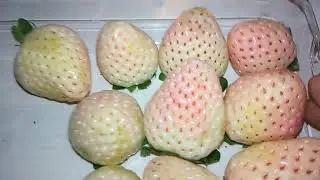 product review: Astin Farms Pineberries!!!