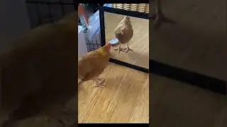 Animales graciosos #51 😂 #SHORTS #mascotas #wee #perros #gatos